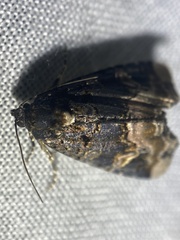 Homophoberia apicosa