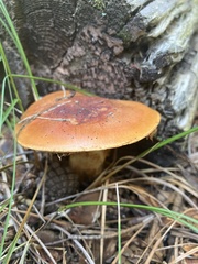 Gymnopilus penetrans