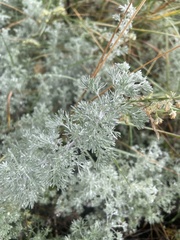 Artemisia frigida