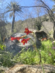 Phycella cyrtanthoides