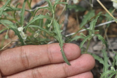 Chamaesaracha coronopus