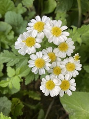 Tanacetum