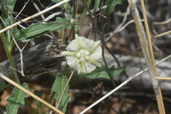 Chamaesaracha coronopus