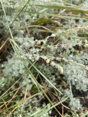 Artemisia frigida