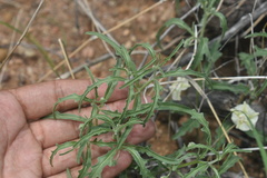 Chamaesaracha coronopus