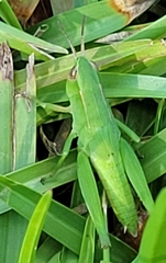 Dichromorpha viridis