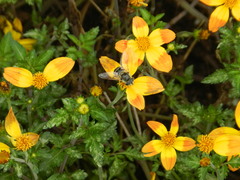Eristalis stipator