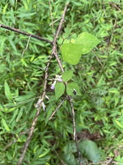 Amphicarpaea bracteata