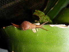 Fastosarion