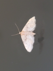 Idaea bonifata
