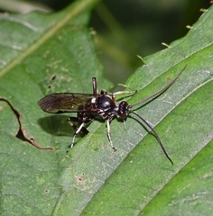Coelichneumon