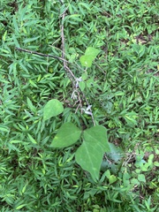 Amphicarpaea bracteata