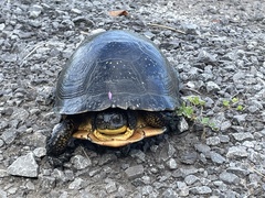 Emydoidea blandingii