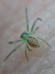 Diaea dorsata