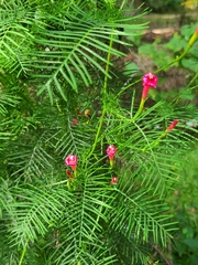 Ipomoea quamoclit