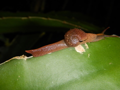 Fastosarion