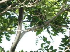 Eupsittula nana