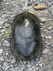 Emydoidea blandingii