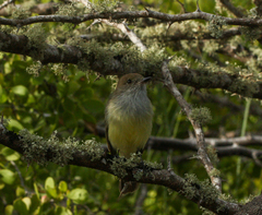 Myiarchus magnirostris
