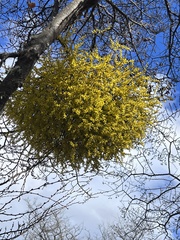 Misodendrum punctulatum