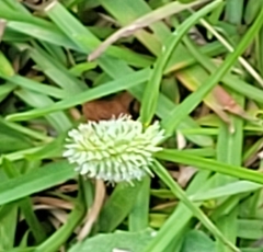 Cyperus sesquiflorus