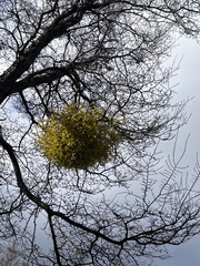 Misodendrum punctulatum