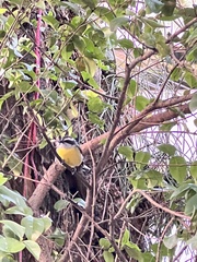 Coereba flaveola