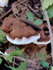 Ganoderma applanatum