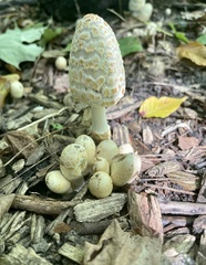 Coprinopsis variegata