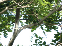 Eupsittula nana