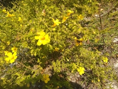 Aureolaria pectinata