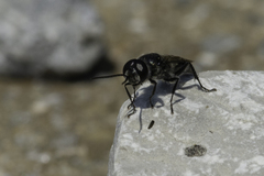 Astata