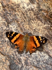 Hypanartia lethe