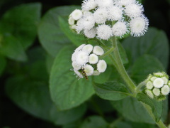 Sphaerophoria contigua