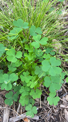 Oxalis dillenii