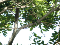 Eupsittula nana
