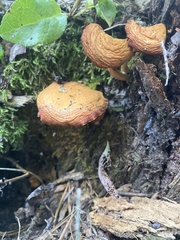 Gymnopilus penetrans
