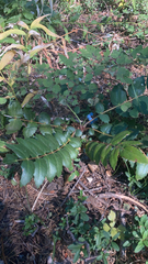 Berberis nervosa