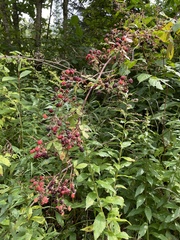 Rubus allegheniensis