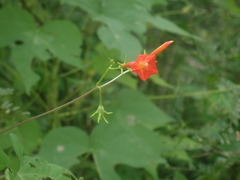 Ipomoea cristulata