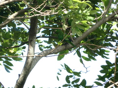Eupsittula nana