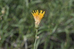 Bebbia juncea