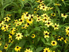 Rudbeckia