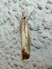 Agriphila inquinatella