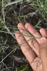 Bebbia juncea