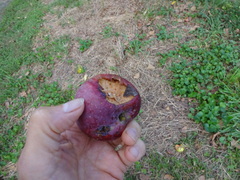 Tetanolita mynesalis