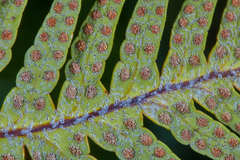 Pleopeltis tweedieana