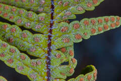 Pleopeltis tweedieana