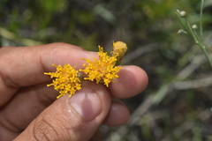 Bebbia juncea