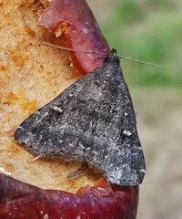 Tetanolita mynesalis